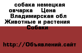 собака немецкая овчарка  › Цена ­ 10 - Владимирская обл. Животные и растения » Собаки   